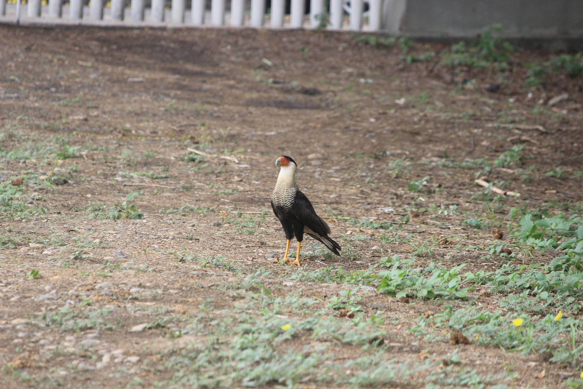 Caracara Crestado
